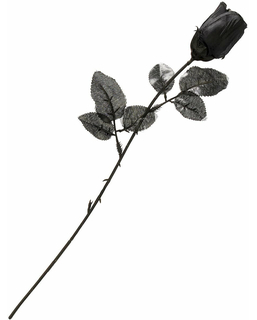  Schwarze Rose, fig. 1 