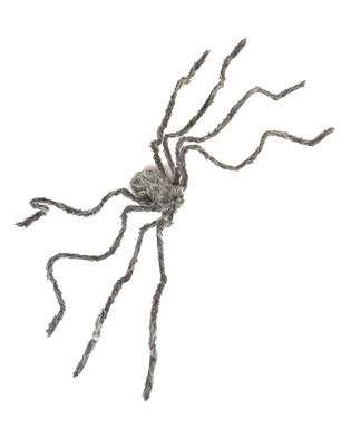  Graue haarige Spinne, fig. 1 