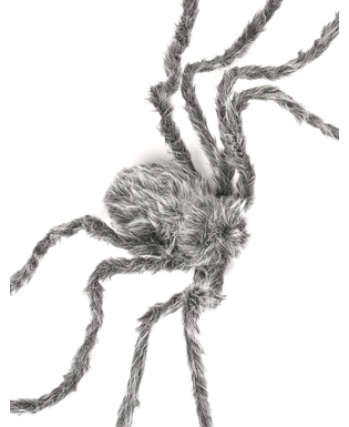  Graue haarige Spinne, fig. 2 