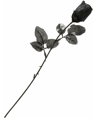  Rose noire, fig. 1 