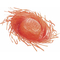  Chapeau Hawaï orange adulte, fig. 1 