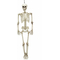  Squelette articulé 90 cm Halloween, fig. 1 